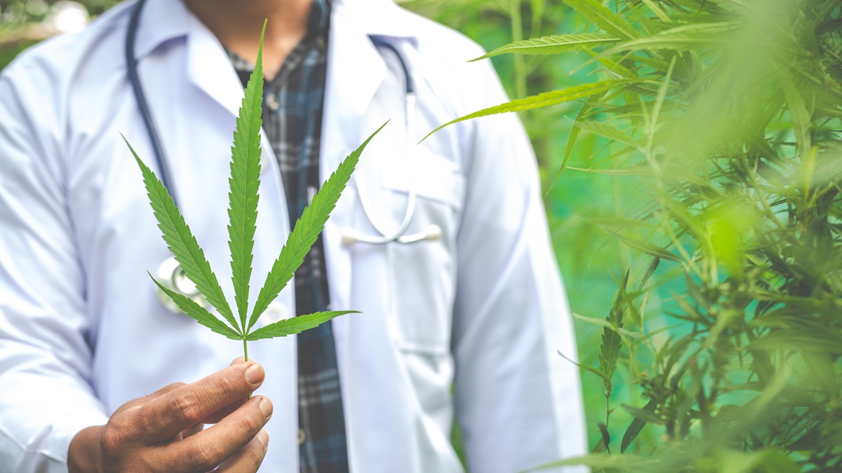 orvosi kannabisz